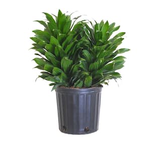 20 in. to 26 in. Tall Janet Craig Compacta Live Indoor Dragon Plant in 9.25 in. Grower Pot