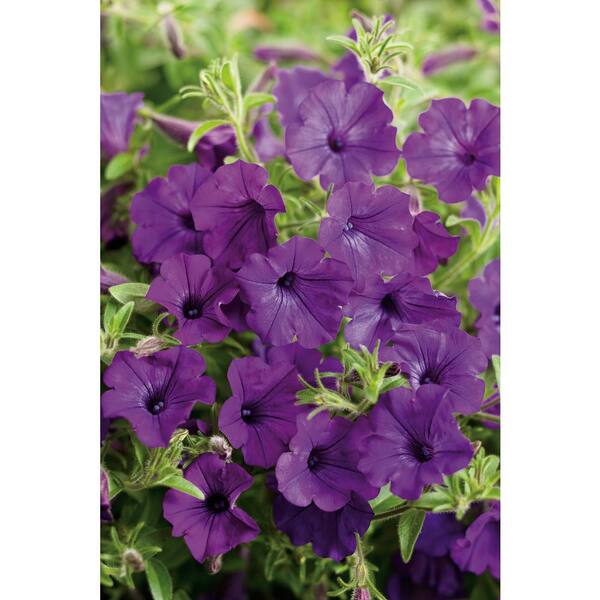 PROVEN WINNERS Supertunia Indigo Charm (Petunia) Live Plant, Purple Flowers, 4.25 in. Grande, 4-pack