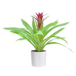4 in. Bromeliad Plant Grower's Choice Colors in White Pot