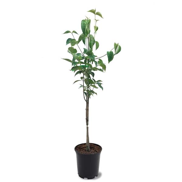 Unbranded 1 Gal. Kousa Pink Flowering Deciduous Dogwood Tree