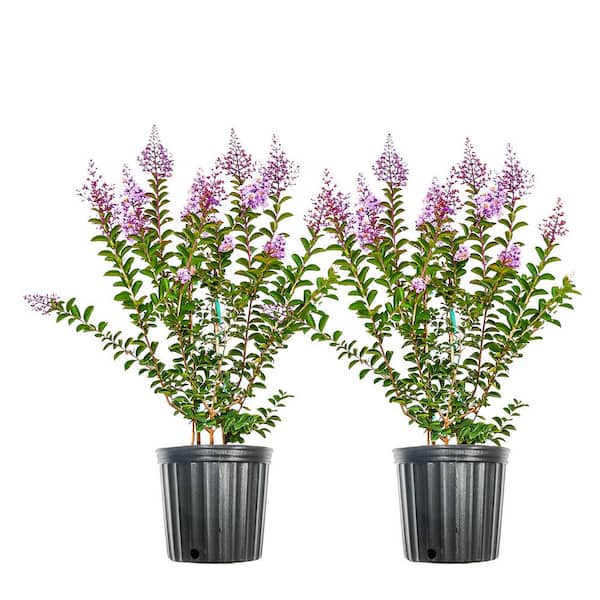 Unbranded 3 Gal. Muskogee Crape Myrtle Tree (2-Pack)