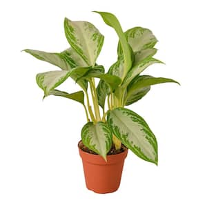 Silver Bay Chinese Evergreen Aglaonema Plant in 4 in. Grower Pot
