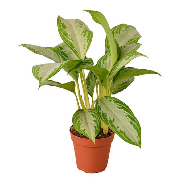 PPC INTERNATIONAL LLC Silver Bay Chinese Evergreen Aglaonema Plant in 4 in. Grower Pot