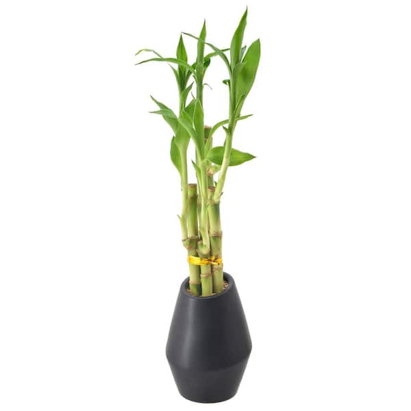 Black Bamboo 2 Gallon (2'-3' Tall) - Single Cane