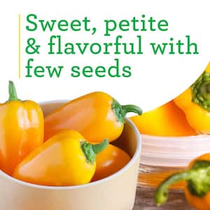 19 oz. Orange Snack Size Sweet Pepper Plant (2-Pack)