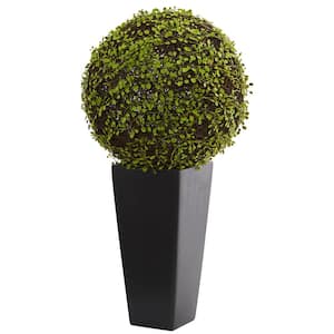 Mohlenbechia Ball Artificial Plant in Black Tower Vase
