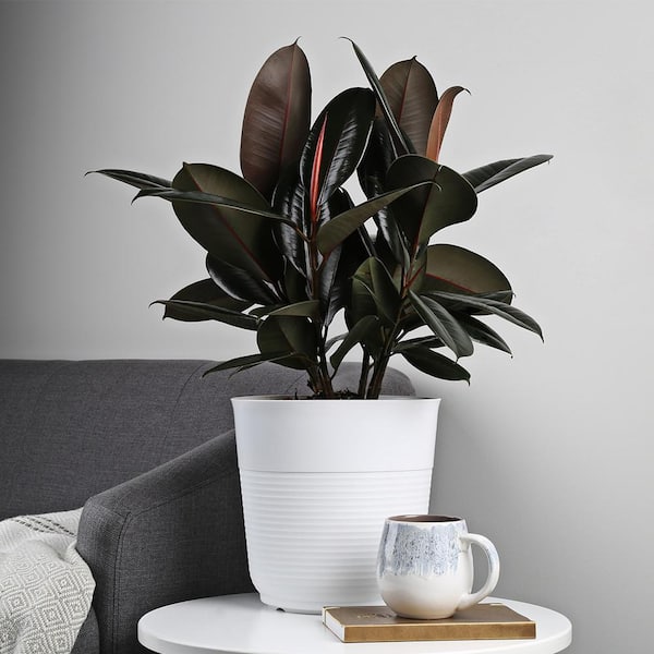 Unbranded 2 Gal. Burgundy Rubber Tree (Ficus Elastica) Plant in  Grower Pot