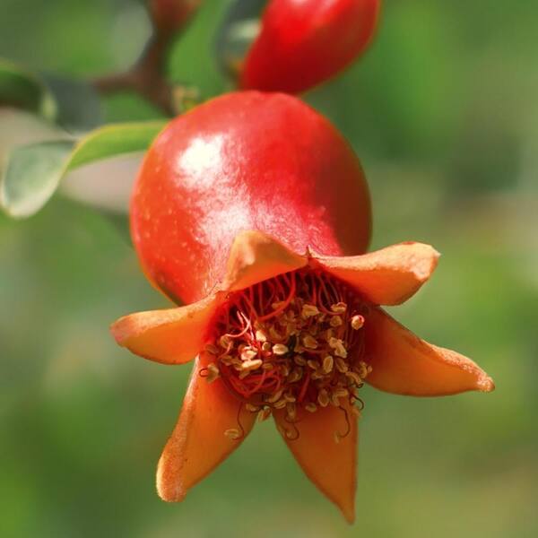 thumbnail image 2 of Wellspring Gardens Dwarf Pomegranate (Punica Granatum) – Live Plant In 3-Inch Pot 2 of 4
