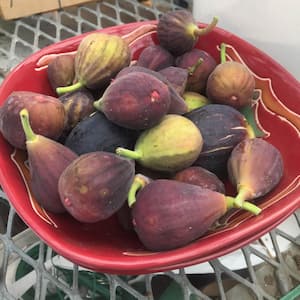 Fignomenal Fig Deciduous Dormant Bare Root Fruit Bearing Starter Plant (1-Pack)