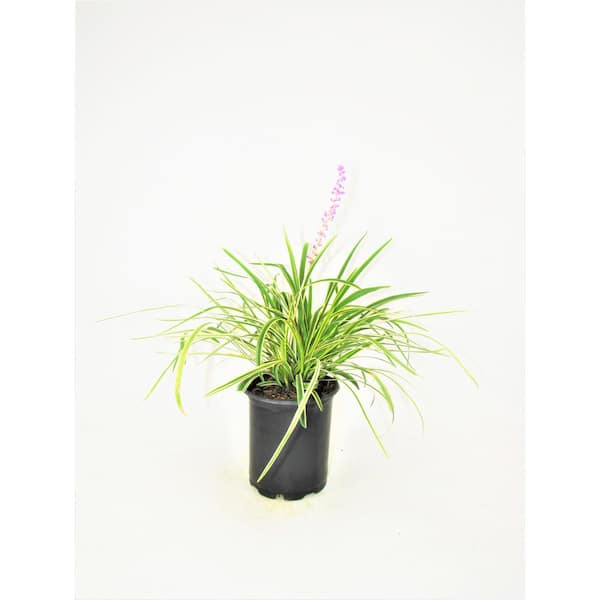 Unbranded 1 Gal. Liriope Purple with Purple Flowers