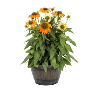 1 Gal. Sombrero Adobe Orange Echinacea Cone Flower Napa Barrel Planter Perennial Plant (1-Pack)