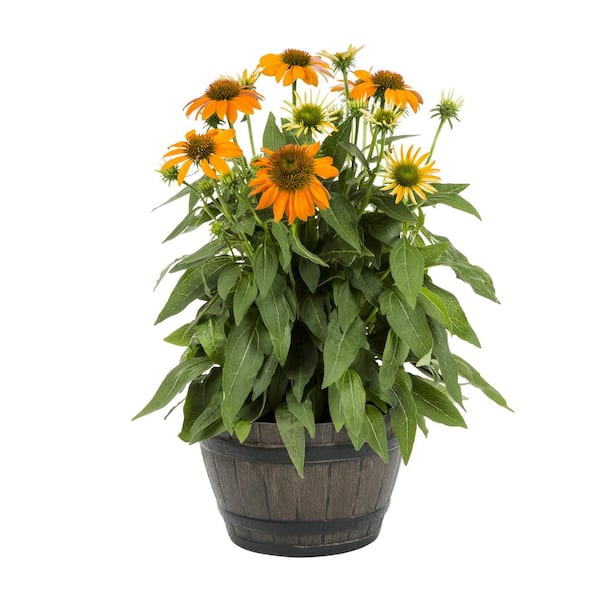 METROLINA GREENHOUSES 1 Gal. Sombrero Adobe Orange Echinacea Cone Flower Napa Barrel Planter Perennial Plant (1-Pack)