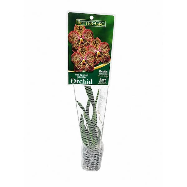 2.25 in. Multi-Colored Vanda Orchid Plant in A Plastic Container