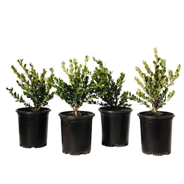 Alder & Oak #1 Container Green Beauty Boxwood Perennial Shrub (4-pack)
