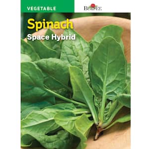 Spinach Space Hybrid Seed