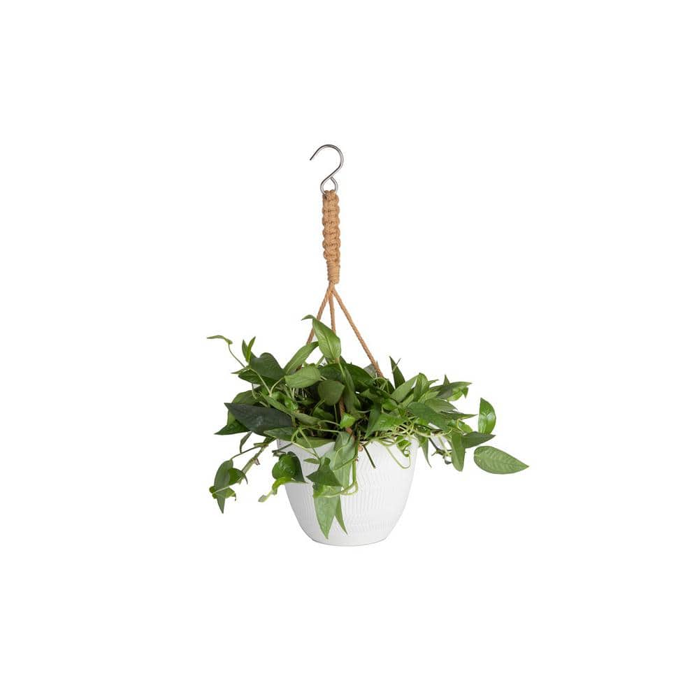 EXOTIC ANGEL 6.6 in. Angel Assortment No Ivy Plant in Ceramic HB