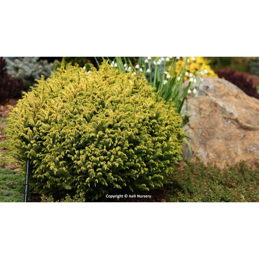 EGCD003 1 Gal. Golden Promise Japanese Cedar Evergreen Shrub