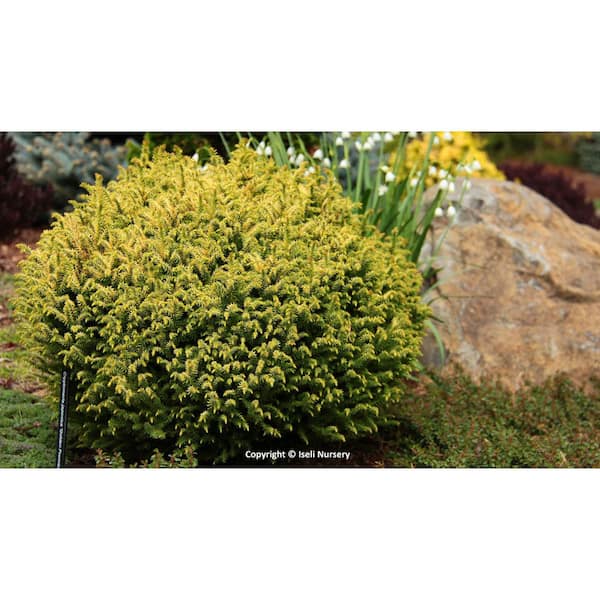 EGCD003 1 Gal. Golden Promise Japanese Cedar Evergreen Shrub