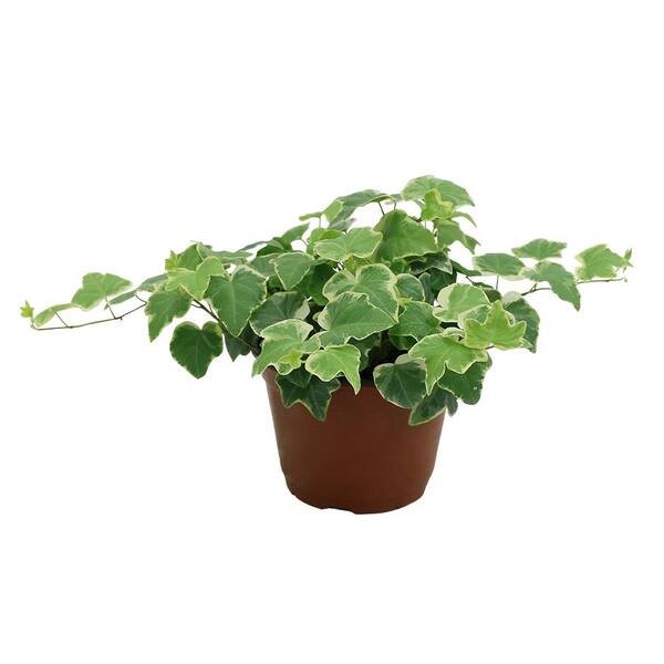 Costa Farms Ivy Plant in 6 in. Grower Pot