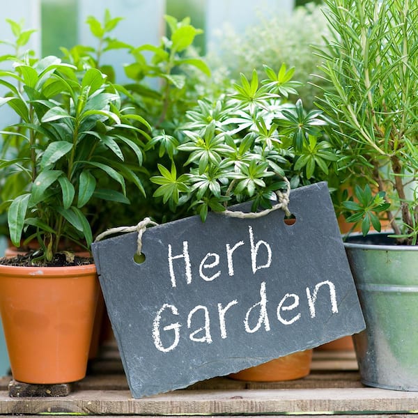 12 Best Indoor Herb Garden Kits of 2024, Tested by Experts