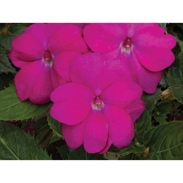 SunPatiens 4.25 In. Grande SunPatiens Pink Impatien Outdoor Annual Plant with Blush Neon Pink Flowers (4-Plants)