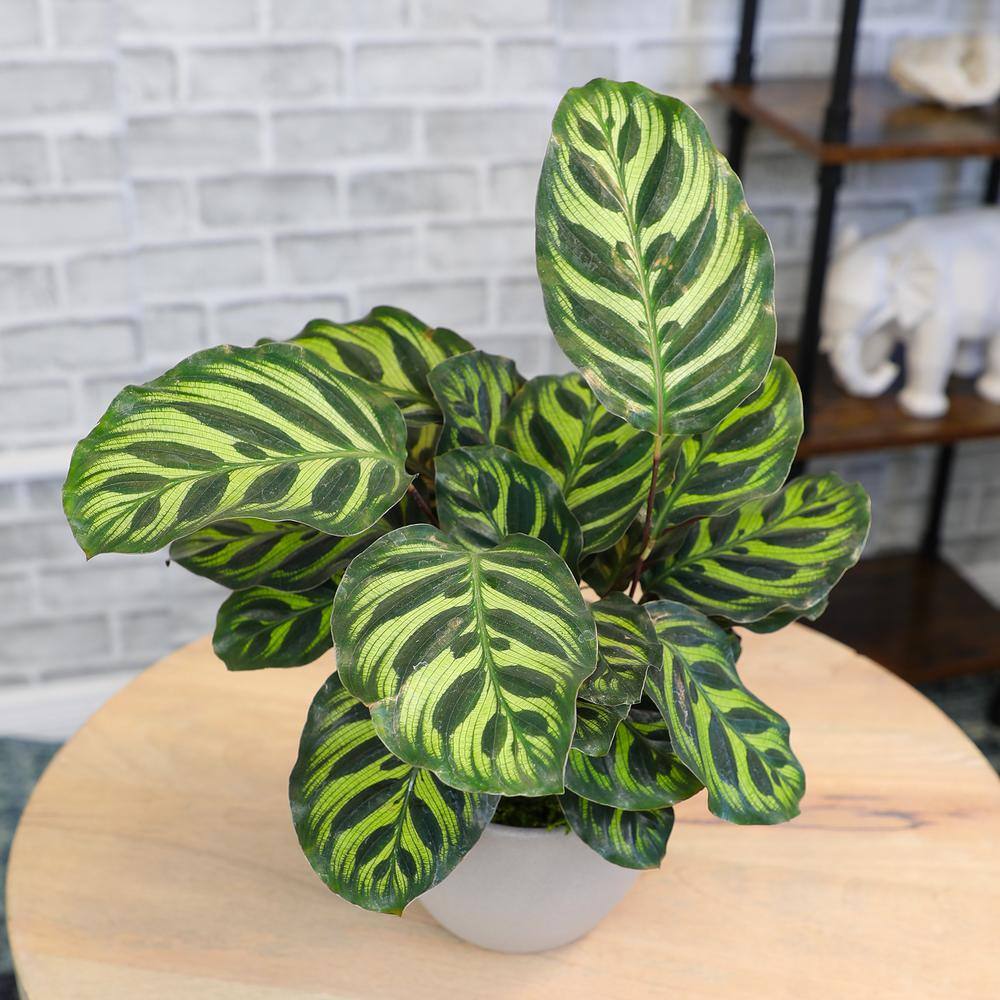 Calathea Peacock Plant in Gray Ceramic Planter, 24 Inches Tall