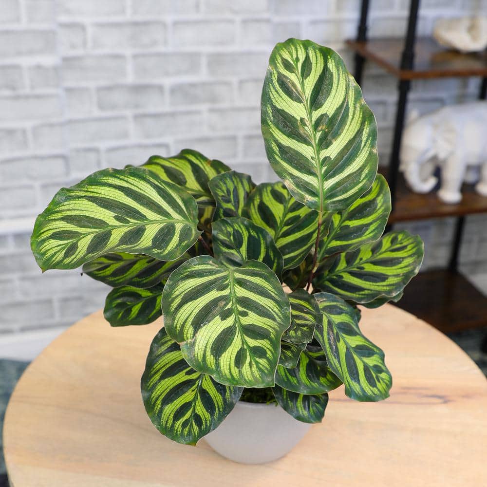 Calathea Peacock Plant in Gray Ceramic Planter, 24 Inches Tall