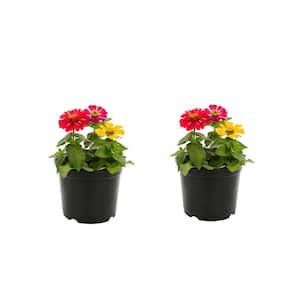 3 qt. Zinnia Red, Pink, Yellow Mix Annual Plant (2-Pack)