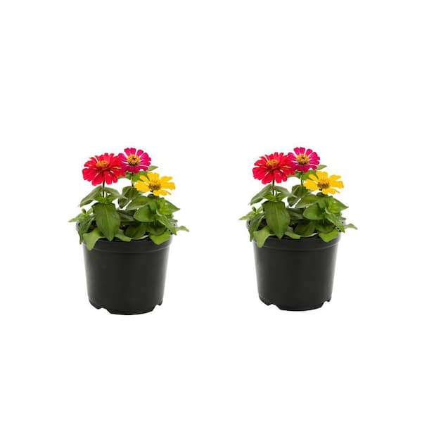 METROLINA GREENHOUSES 3 qt. Zinnia Red, Pink, Yellow Mix Annual Plant (2-Pack)