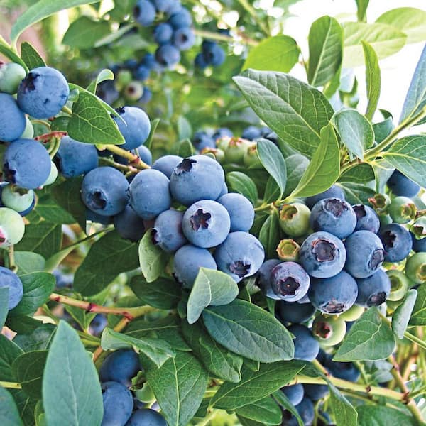 Gurney's O'Neal Blueberry Dormant Bare Root Fruiting Plant (1-Pack)