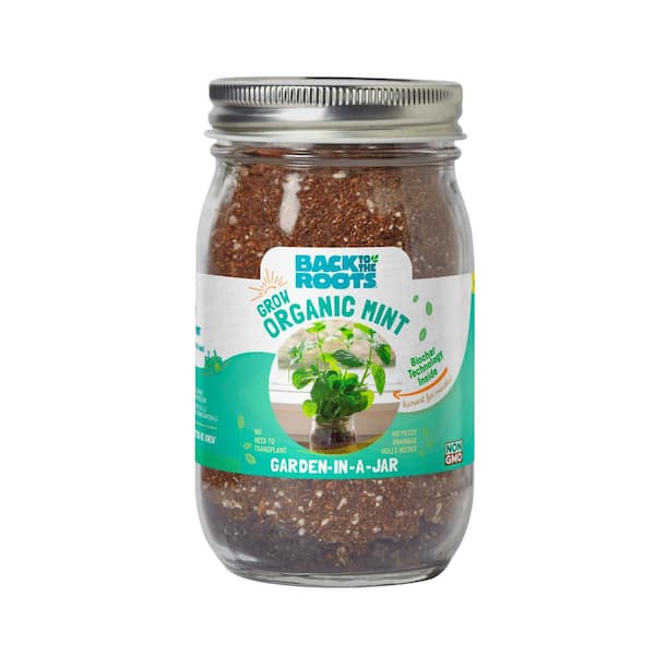 Garden in a Jar Organic Mint Plant