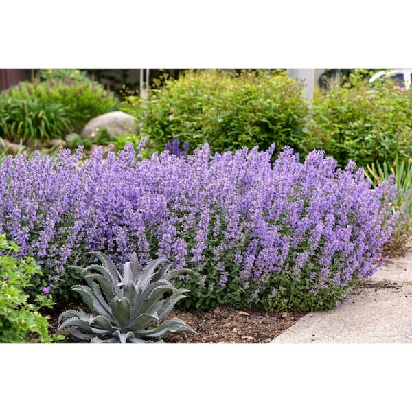BELL NURSERY 3 Gal. Cat's Meow Nepeta (Catmint) Live Flowering