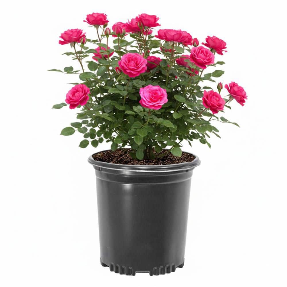 2 gal. Showpiece Lipstick Fragrant Shrub Rose with Dark Pink