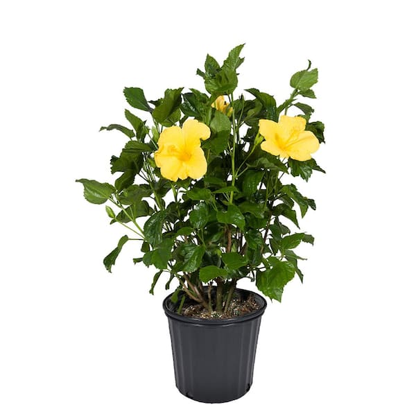 Costa Farms 1.70 Gal. Hibiscus Bush Shrub Yellow 1.70GHIBUSHYEL