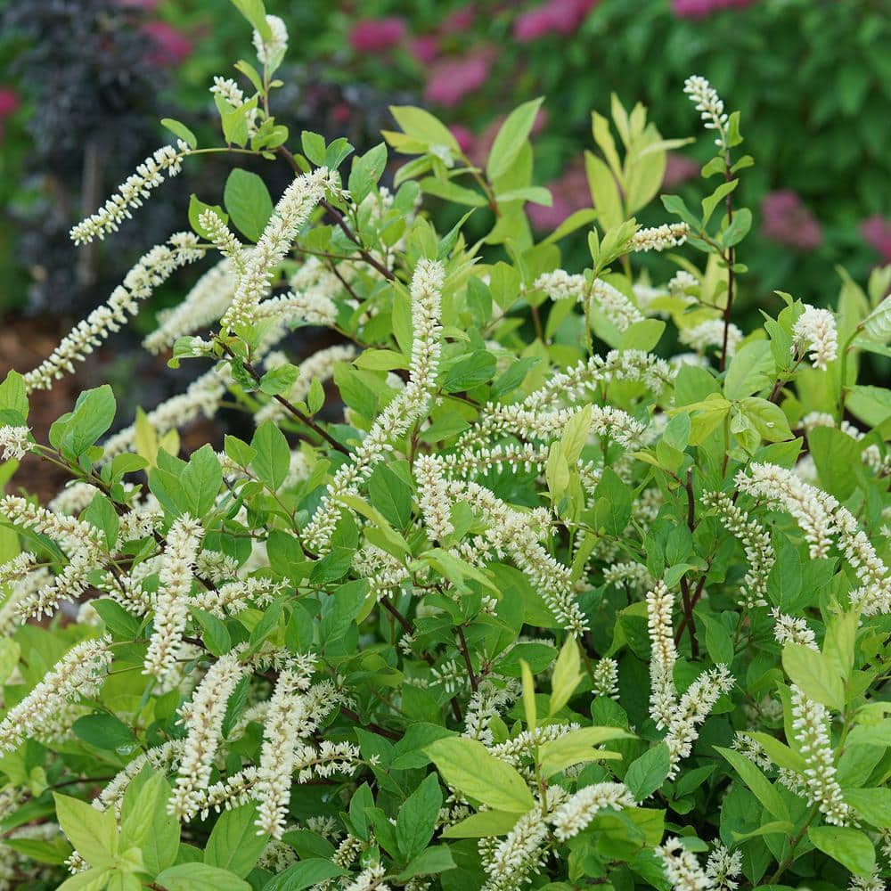 2 Gallon White Fragrant Itea Sweetspire Shrub