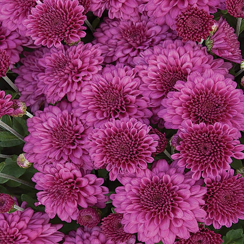 Costa Farms 1 Qt. Purple Chrysanthemum Plant CHR1QTPUR The Home Depot