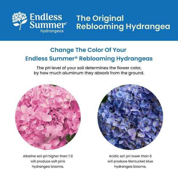 Endless Summer 2 Gal. The Original Reblooming Hydrangea Flowering