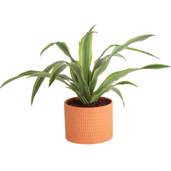 Costa Farms 6 in. Dracaena Combo Bicolor Plant in Deco Container