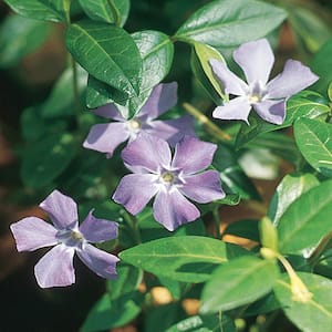#4 1 PT. Minor Periwinkle Myrtle Annual Plant with Purple Flowers