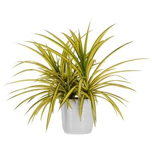 Gold Striped Screwpine Plant Live Pandanus Plant 26 in. to 32 in. Tall In 10 in. White Decor Pot