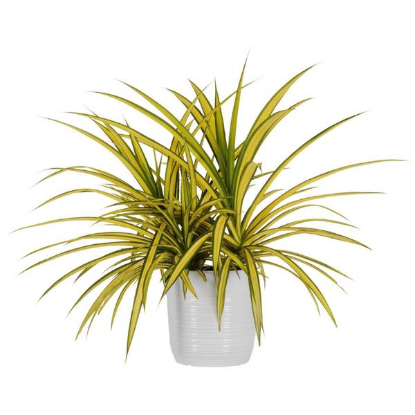 United Nursery Gold Striped Screwpine Plant Live Pandanus Plant 26 In To 32 In Tall In 10 In White Decor Pot 76831 The Home Depot