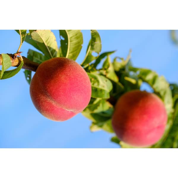 Online Orchards Red Gold Nectarine Tree Bare Root