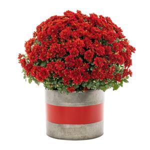 3 Qt. Live Red Chrysanthemum (Mum) Plant for Fall Porch or Patio in Decorative Color-Matching Tin (1-Pack)