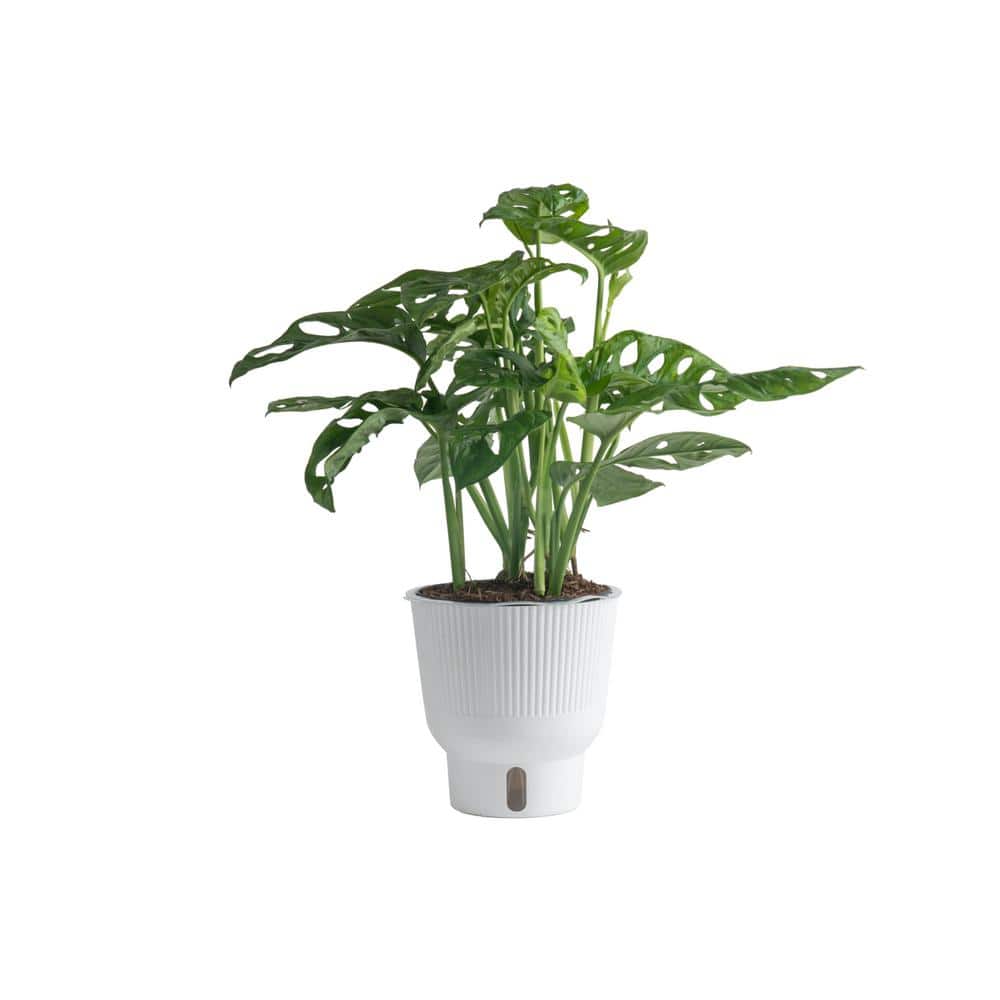 national PLANT NETWORK 10 in. Monstera Swiss Cheese Plant HD7670 - The Home  Depot