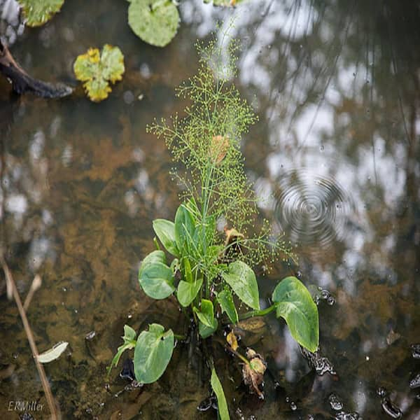 Givhandys 4 in. Potted Variegated Four Leaf Clover Bog/Marginal Aquatic  Pond Plant Var 4LeafClover - The Home Depot