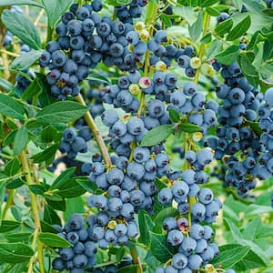 1 Gal. Pot, Echo Blueberry Bush Deciduous Fruit Bearing Plant (1-Pack)