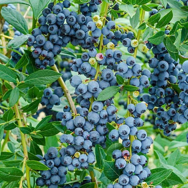 Gurney's 1 Gal. Pot, Echo Blueberry Bush Deciduous Fruit Bearing Plant (1-Pack)
