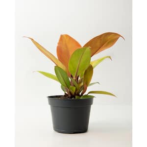 Prince of Orange Philodendron Plant (Philodendron) in 4 in. Grower Container (3-Plants)