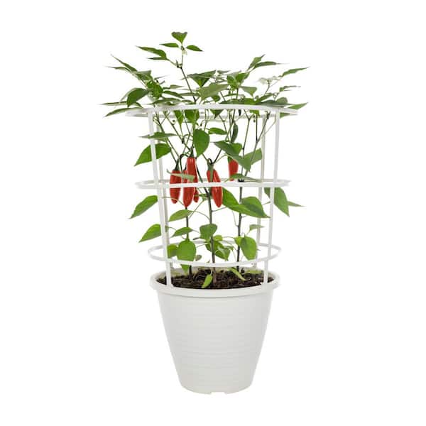 METROLINA GREENHOUSES 1.5 Gal. Deco Planter with Cage Jalapeño Pepper Gigante II Green Vegetable Plant (1-Pack)