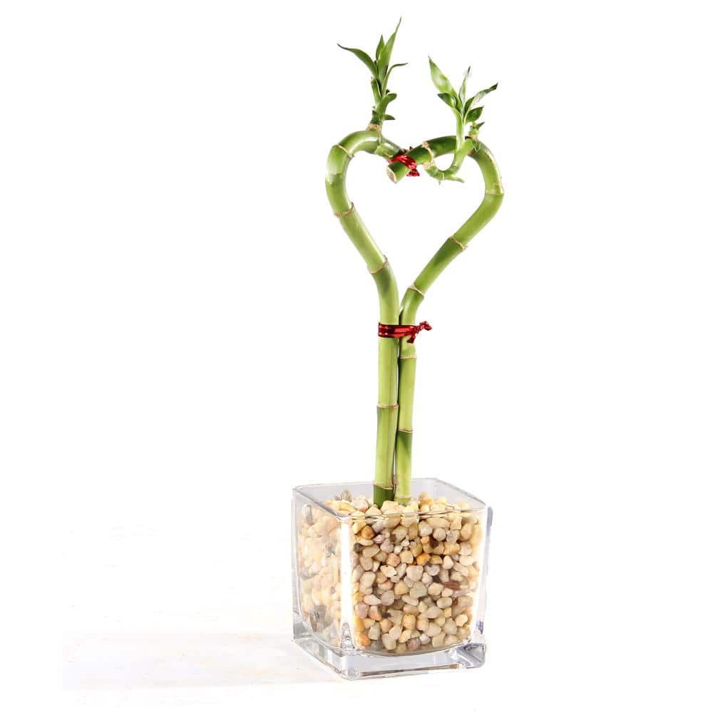 Lucky Bamboo